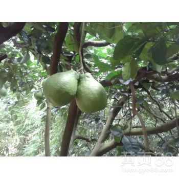 自家果園直供，白心蜜柚批發(fā)，甜潤多汁，品質(zhì)保證