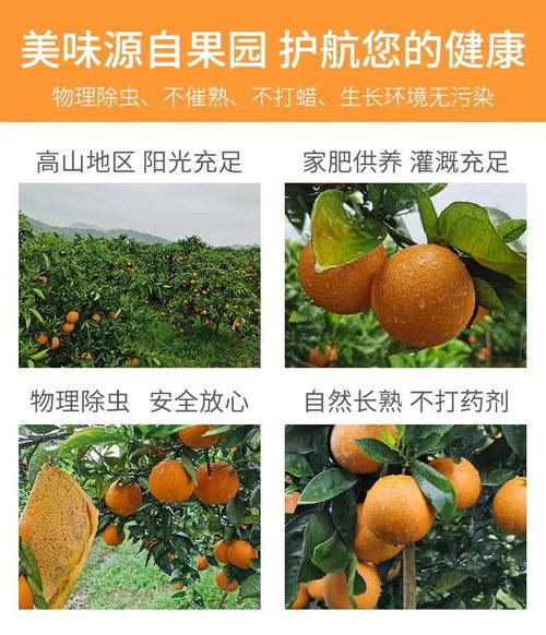 湖南秭歸夏橙與柚子，新鮮果香直送您家
